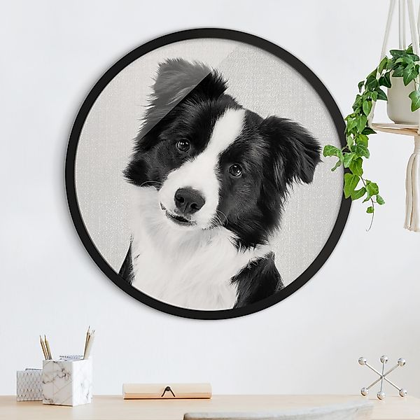 Rundes Bild mit Rahmen Bordercollie Benni Schwarz Weiß günstig online kaufen