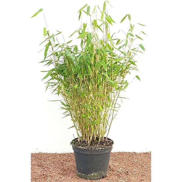 Fargesia Murieliae Jumbo Bambus Immergrün 40–60 cm günstig online kaufen