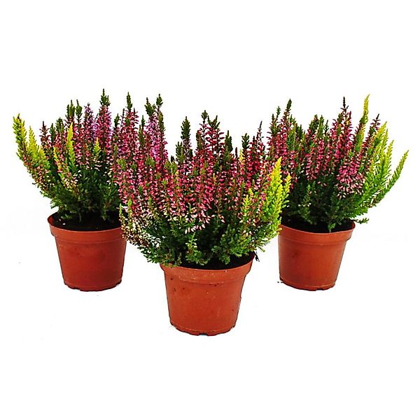 Exotenherz Calluna Vulgaris Set mit 3 Pflanzen Besenheide Heidepflanze Wint günstig online kaufen