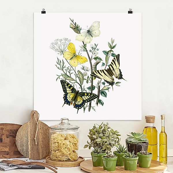 Poster Blumen - Quadrat Britische Schmetterlinge III günstig online kaufen