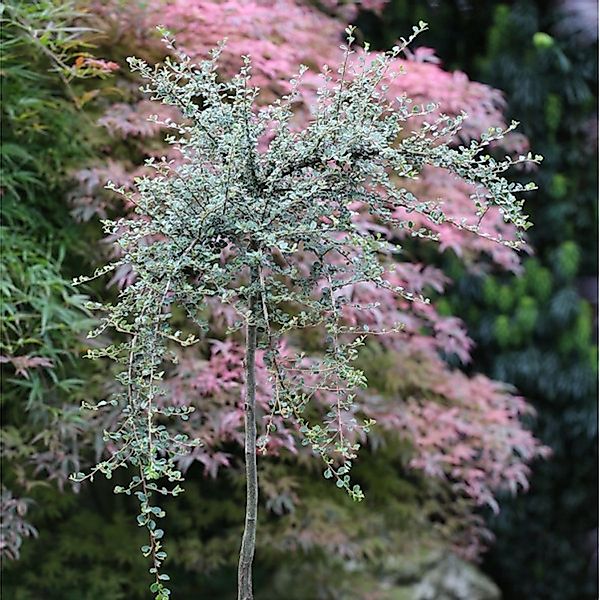 Hochstamm Kleinblättrige Zwergmispel 80-100cm - Cotoneaster cochleatus günstig online kaufen