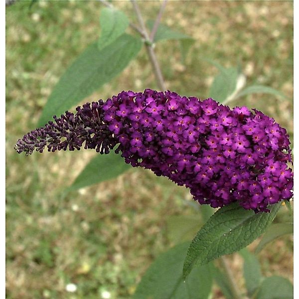 Schmetterlingsstrauch Buzz Wine 20-30cm - Buddleja günstig online kaufen