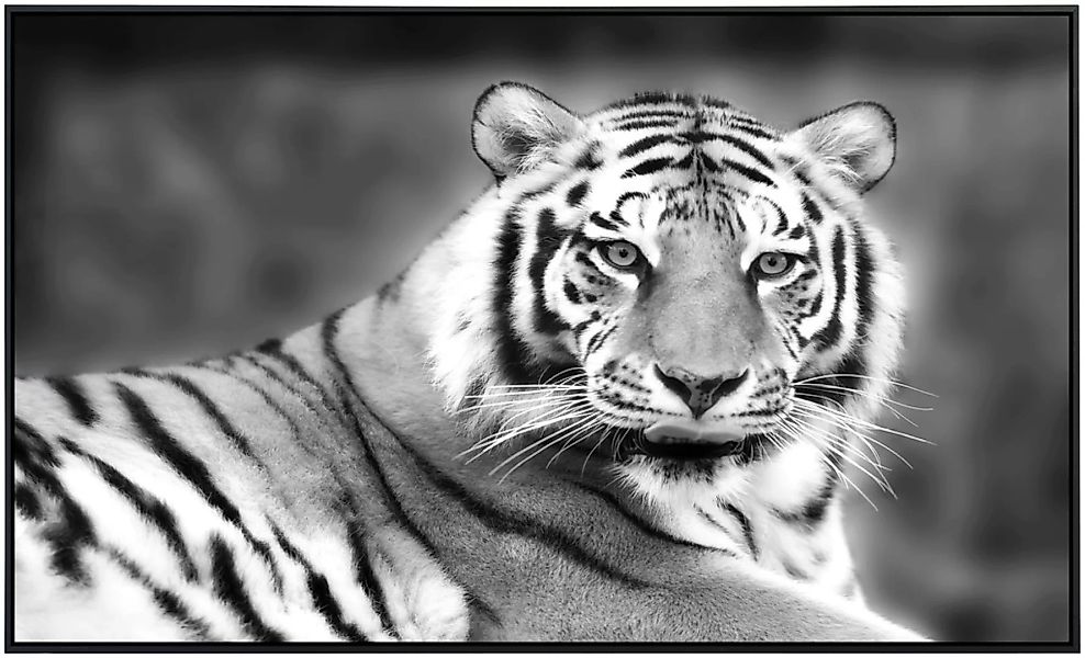 Papermoon Infrarotheizung »Tiger Schwarz & Weiß«, sehr angenehme Strahlungs günstig online kaufen