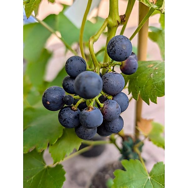 Weinrebe Regent, blau 60 - 80 cm Vitis vinifera günstig online kaufen