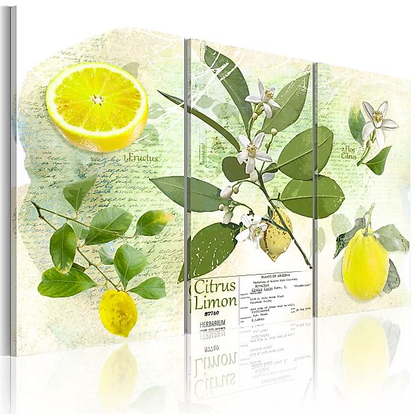Wandbild - Fruit: Lemon günstig online kaufen