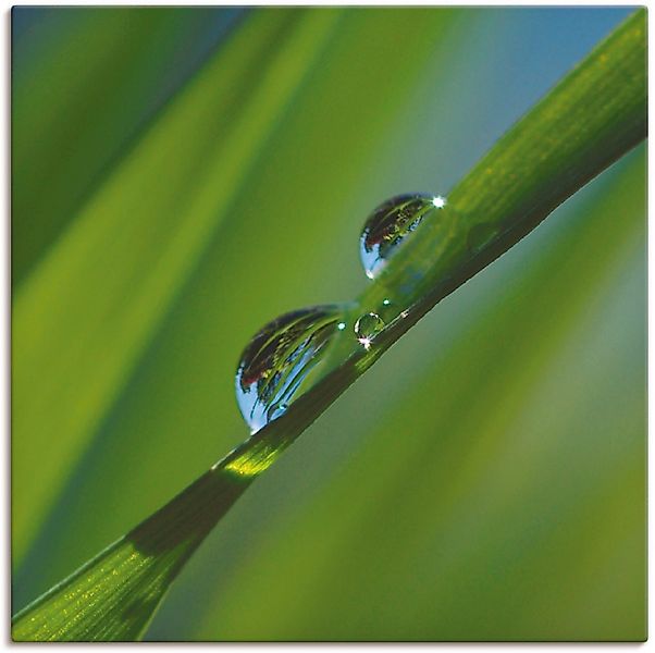 Artland Leinwandbild "Wassertropfen auf Grashalm", Gräser, (1 St.), auf Kei günstig online kaufen