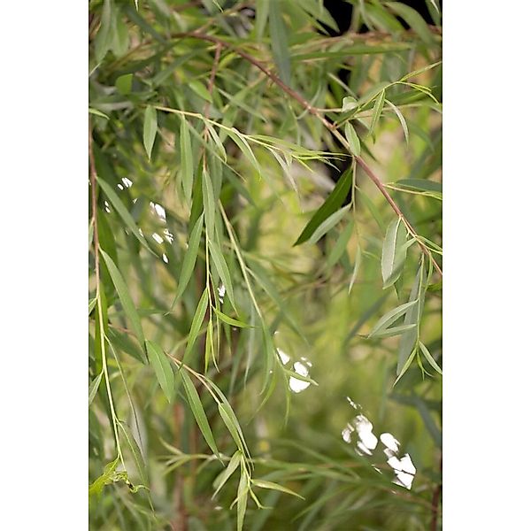 Salix Alba Tristis Trauerweide 150–200 cm günstig online kaufen