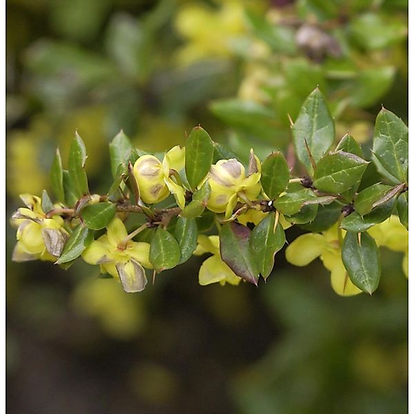 Warzen Berberitze 20-25cm - Berberis verruculosa günstig online kaufen