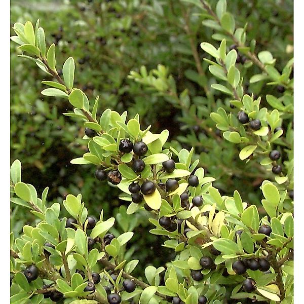 Japan Stechpalme Ilex 25-30cm - Ilex crenata günstig online kaufen