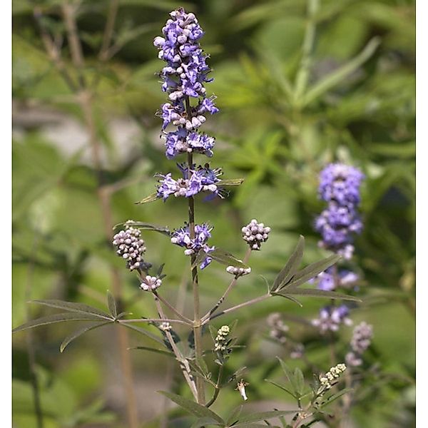 Mönchspfeffer Blue Puffball 30-40cm - Vitex agnus castus günstig online kaufen