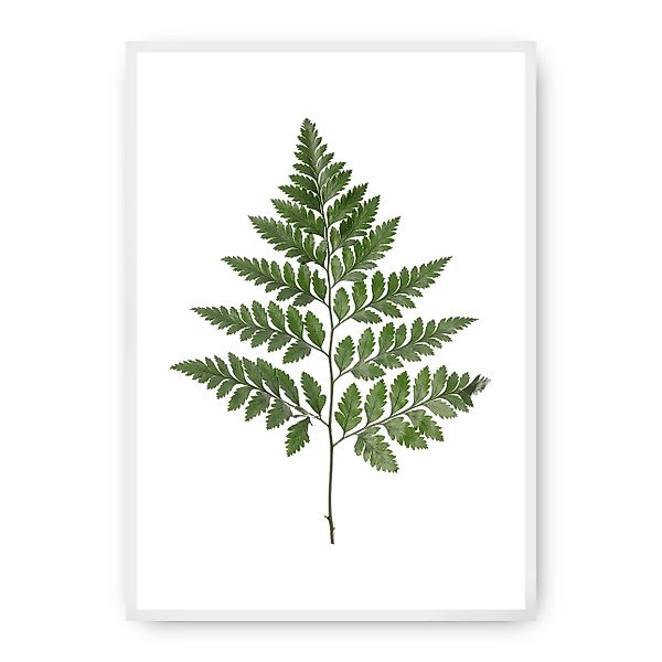 Poster Fern Green, 70 x 100 cm, Rahmen wählen: weiss günstig online kaufen