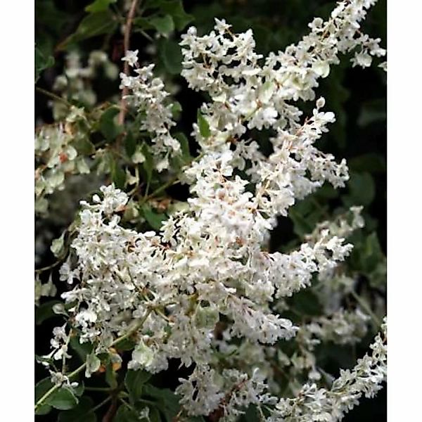 Schlingknöterich 100-125cm - Polygonum aubertii günstig online kaufen