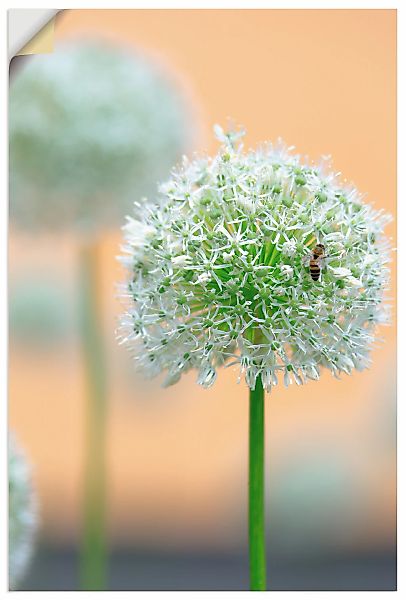 Artland Wandbild "Großer Allium in Pastell", Blumen, (1 St.), als Leinwandb günstig online kaufen