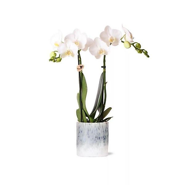 Kolibri Orchids Weiße Phalaenopsis Orchidee Amabilis & Sky Topf Topfgröße 9 günstig online kaufen