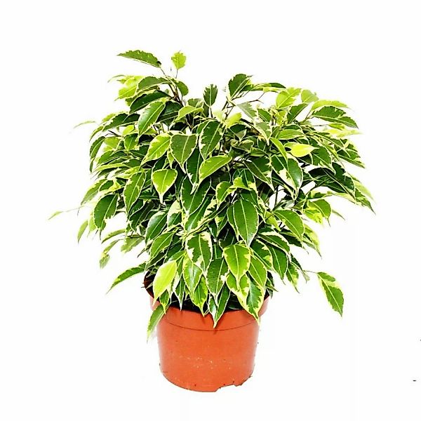 Exotenherz Buschige Birkenfeige Ficus Benjamini Kinky Weißbuntes Laub 12cm günstig online kaufen