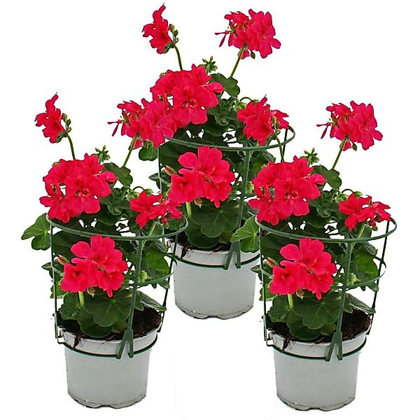 Exotenherz Geranien Hängend Pelargonium Peltatum 12cm Topf Set mit 3 Pflanz günstig online kaufen