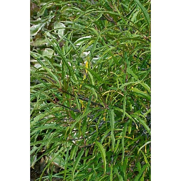 Rhamnus Frangula Asplenifolia Faulbaum Filigran 60–80 cm günstig online kaufen
