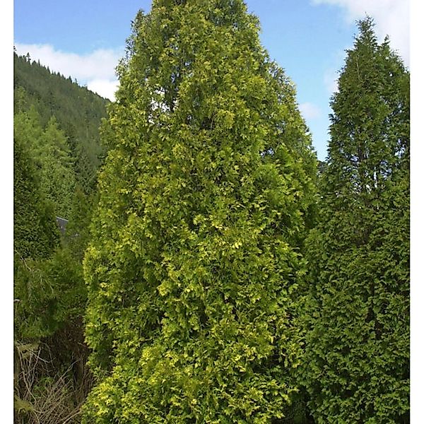 Gelber Riesenlebensbaum 60-80cm - Thuja plicata günstig online kaufen