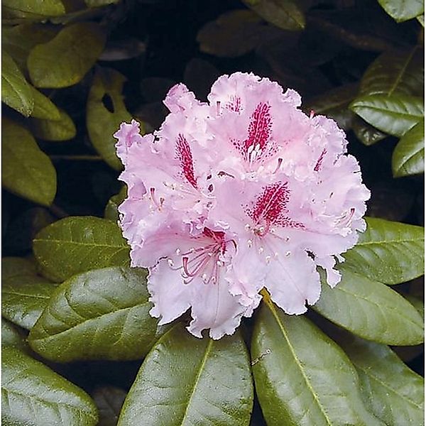 Großblumige Rhododendron Progrès 40-50cm - Alpenrose günstig online kaufen