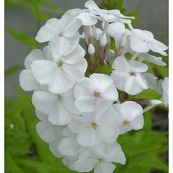 Wiesen Flammenblume Mrs. Lingard - Phlox maculata günstig online kaufen