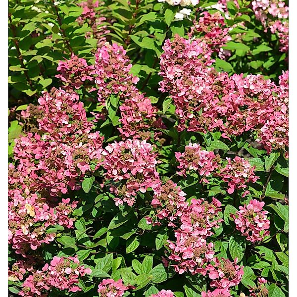 Rispenhortensie Petite Star 60-80cm - Hydrangea paniculata günstig online kaufen