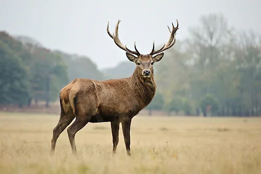 Papermoon Fototapete »HIRSCH-NATUR LANDSCHAFT WILD TIERE WALD BÄUME PFERDE« günstig online kaufen