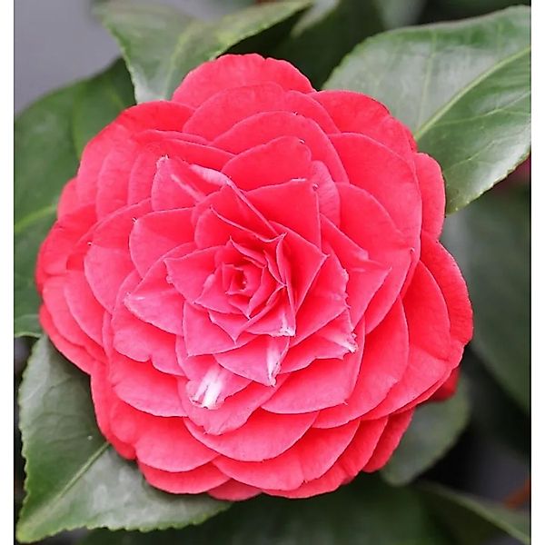 Kamelie Lady Campbell 40-60cm - Camellia japonica günstig online kaufen