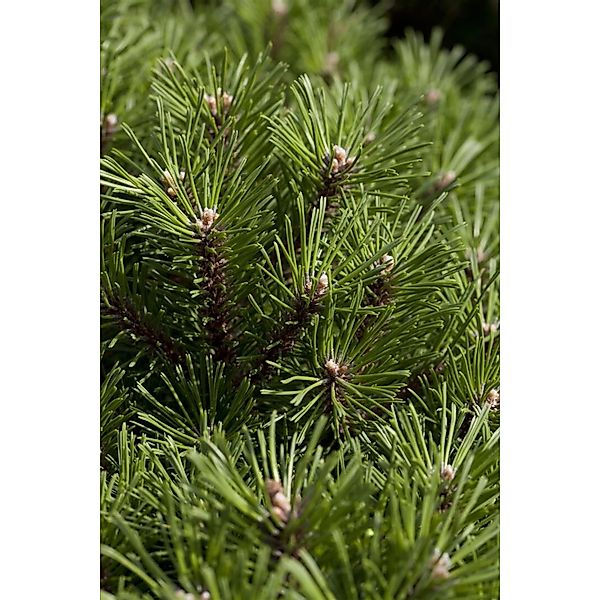 Pinus Mugo Noack Bergkiefer Kompakt 30–40 cm günstig online kaufen