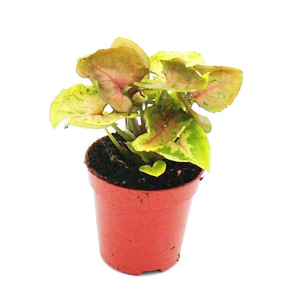 Exotenherz Minipflanze Syngonium Purpurtute Ideal für Kleine Schalen und Gl günstig online kaufen