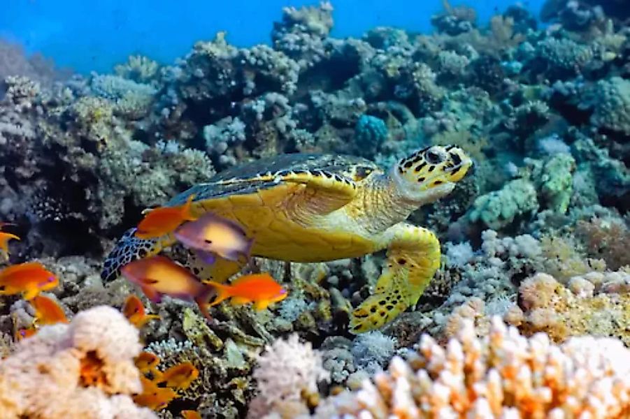 Papermoon Fototapete »Sea Turtle« günstig online kaufen