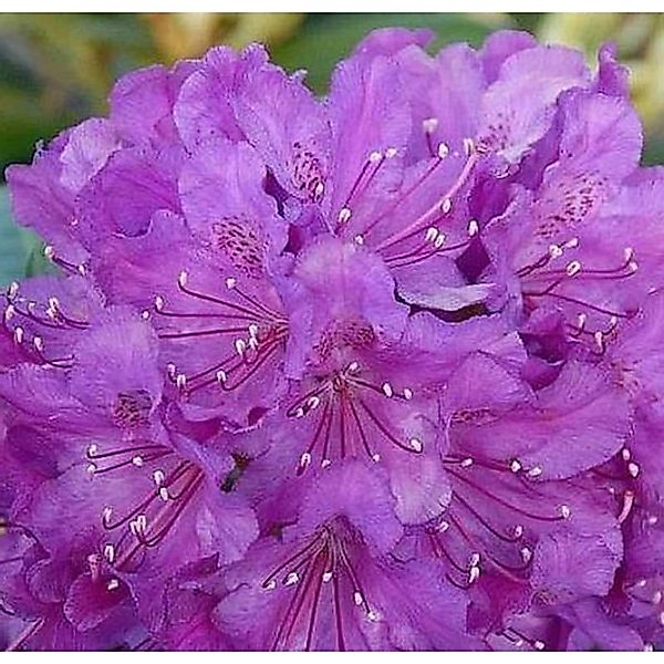 Rhododendron Bohlkens Lupinenberg Laguna 30-40cm - Rhododendron williamsian günstig online kaufen