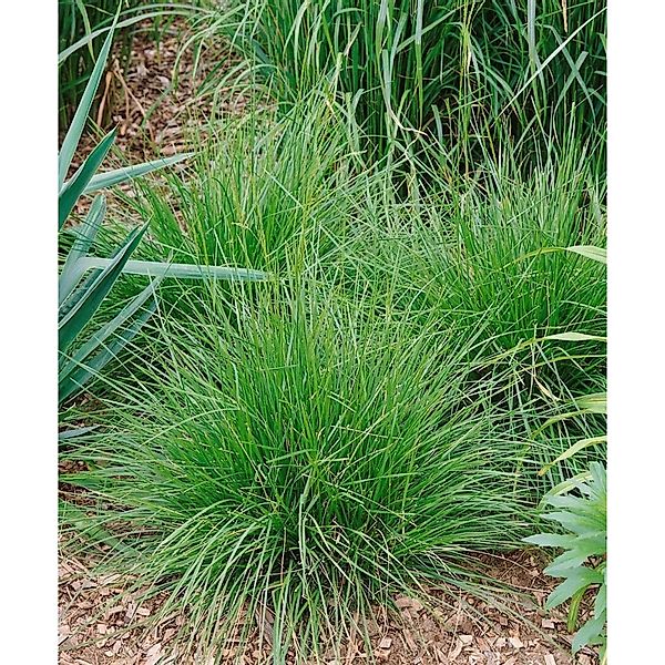 Deschampsia Cespitosa Tauträger Rasen-Schmiele 40–60 cm günstig online kaufen