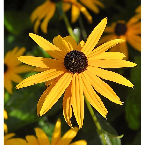 Sonnenhut Goldsturm - Rudbeckia fulgida günstig online kaufen