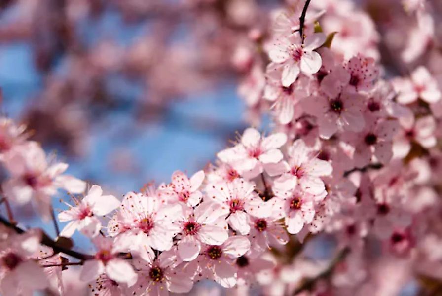 Papermoon Fototapete »Springtime Flowers« günstig online kaufen