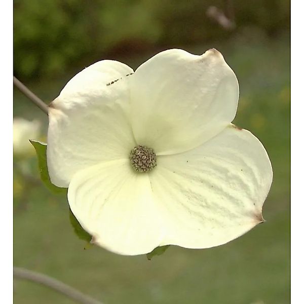 Blüten Hartriegel White Wonder 60-80cm - Cornus günstig online kaufen