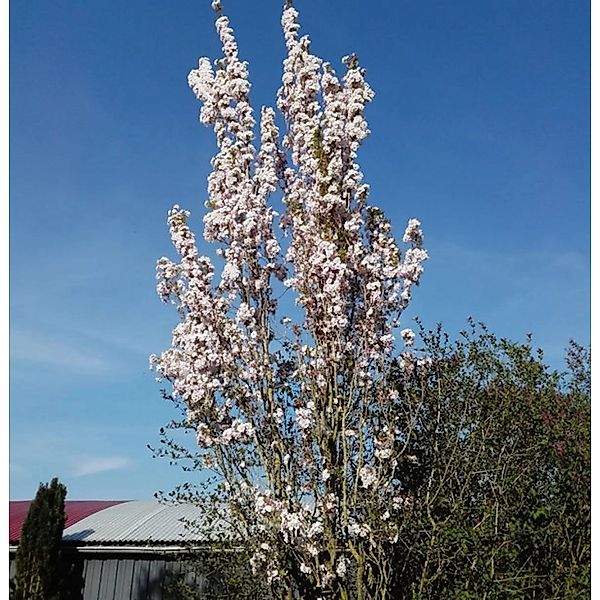 Japanische Säulenkirsche 80-100cm - Prunus serrulata günstig online kaufen