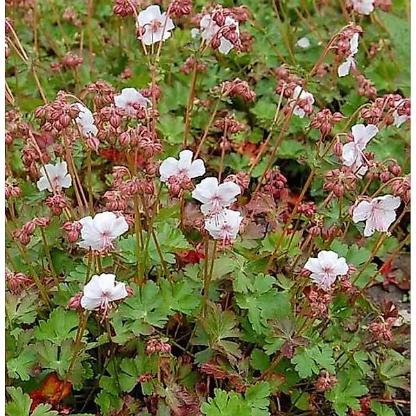 Storchenschnabel Biokovo - Geranium cantabrigiense günstig online kaufen