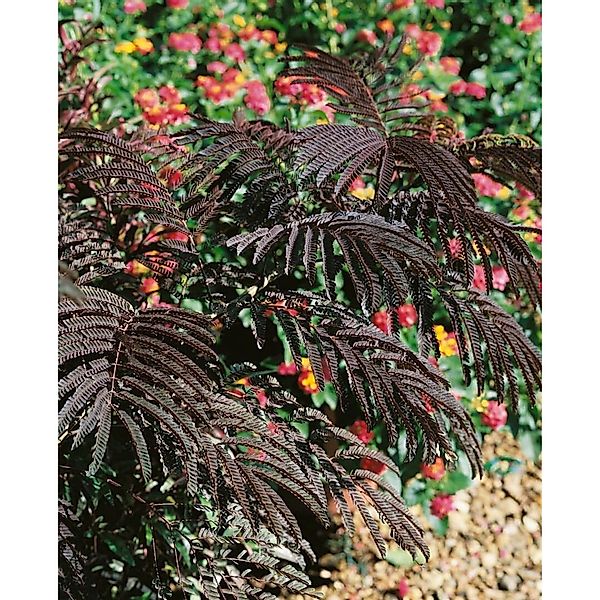Albizia Julibrissin Eveys Pride Seidenbaum 40–60 cm Rosa Blüten günstig online kaufen
