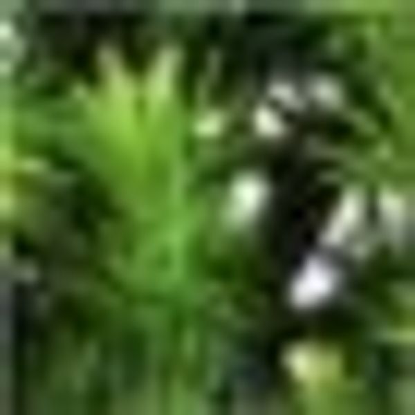 Creativ green Kunstbonsai "Bonsai Lärche", im Keramiktopf günstig online kaufen