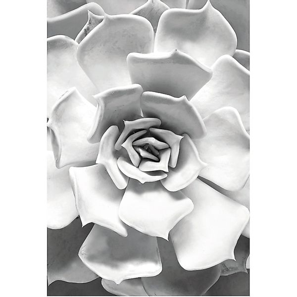Komar Bild "Succulent Closeup" Blätter  Pflanzen 1 Stk. tlg. Wandbild zur D günstig online kaufen