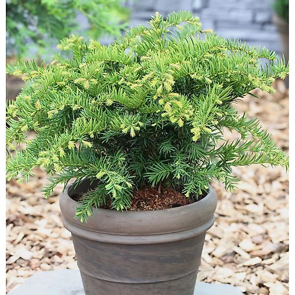 Tafeleibe 15-20cm - Taxus baccata günstig online kaufen