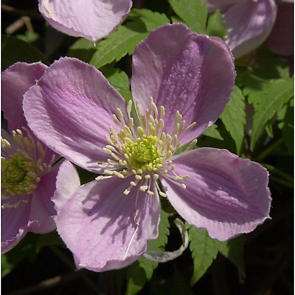 Berg Waldrebe Tetrarose 60-80cm - Clematis montana günstig online kaufen