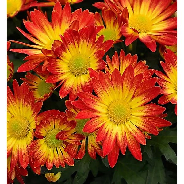 Winteraster Dernier Soleil - Chrysanthemum hortorum günstig online kaufen