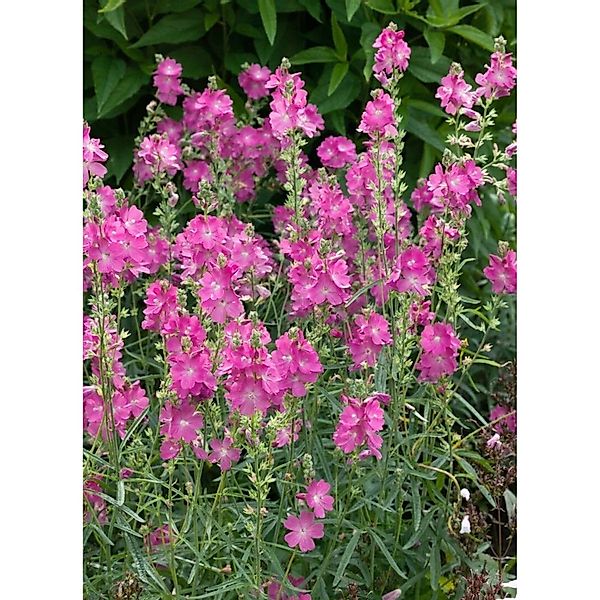 Sidalcea Oregana Starks Hybrid Oregon Scheinmalve Ca. 9x9 cm Topf günstig online kaufen