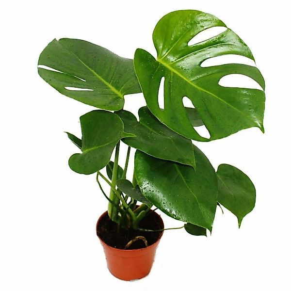 Exotenherz Monstera Deliciosa Fensterblatt 12cm Topf ca. 30-35cm Hoch günstig online kaufen