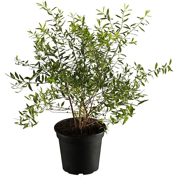 OBI Strauchspiere Grefsheim Weiß Höhe ca. 50 - 60 cm Topf ca. 3,5, Spiraea günstig online kaufen