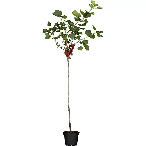 OBI Bio Johannisbeere Hochstamm Rot Ribes rubrum günstig online kaufen