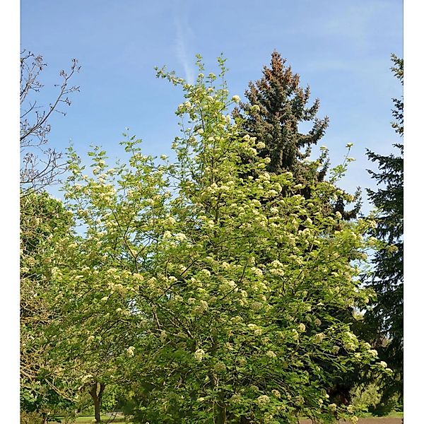 Eberesche Ulong 100-125cm - Sorbus aucuparia günstig online kaufen