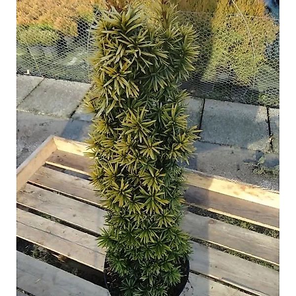 Gelbe Säulen Eibe Standishii 30-40cm - Taxus baccata günstig online kaufen