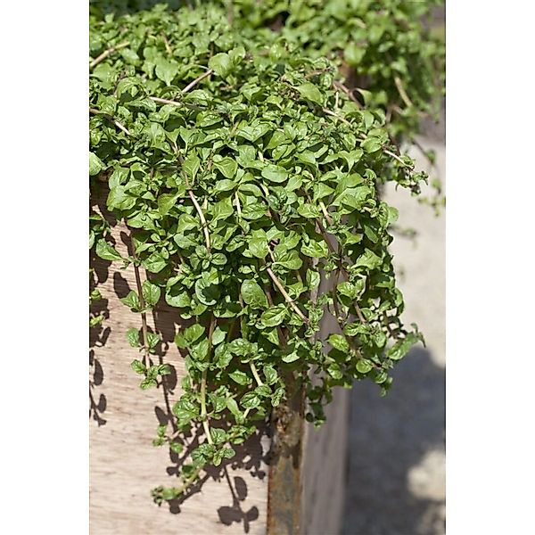 Mentha Requienii Korsische Minze Ca. 9x9 cm Topf Aromatisch günstig online kaufen